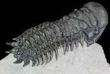 Crotalocephalina Trilobite - Flying Preparation #89488-4